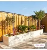 Chinesische Fächerpalme, 100 cm Stammhöhe – Tropische Palmen kaufen?