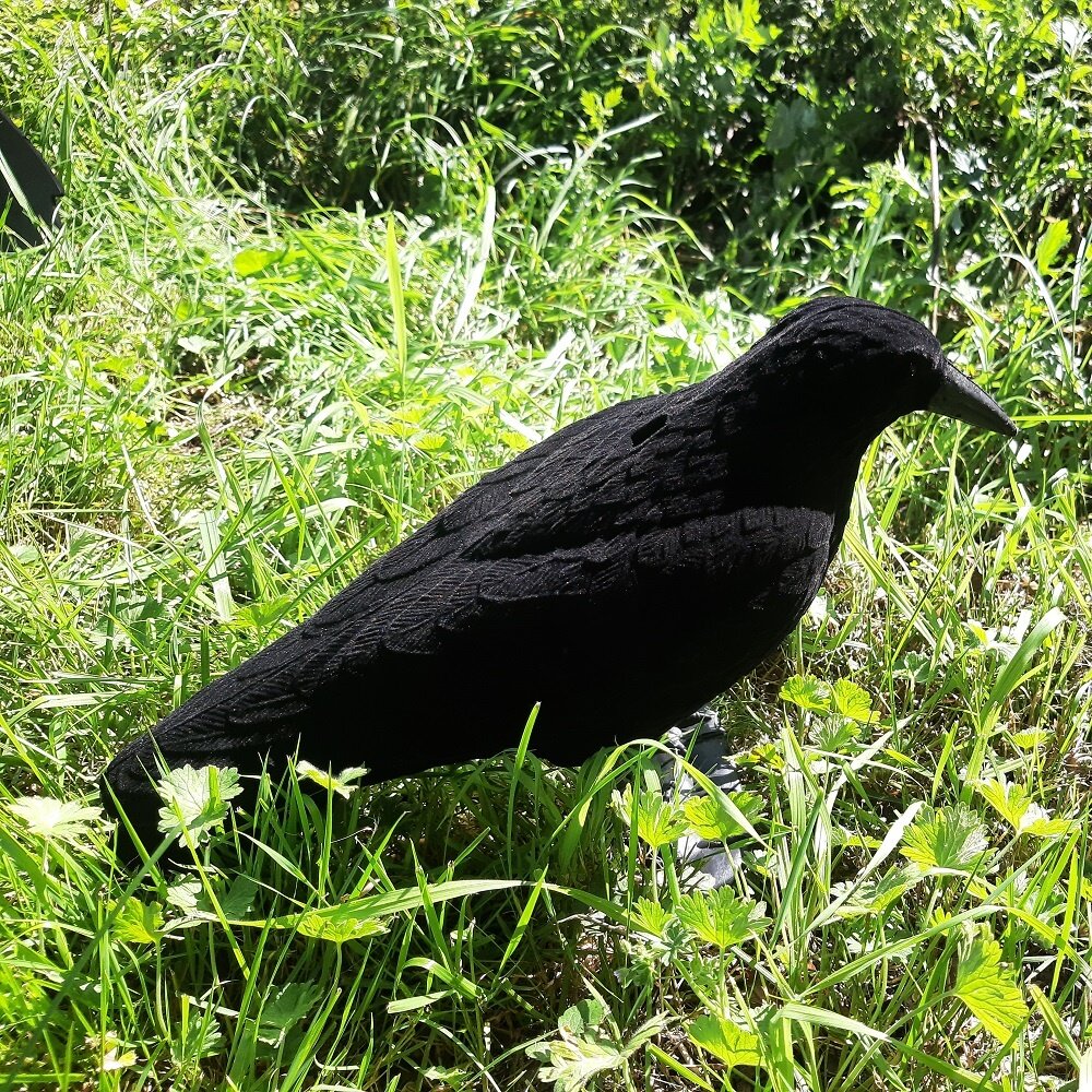 Geflockte Kraai Geflockte Kraai