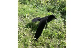 Crow Decoy with Wings Crow Decoy with Wings
