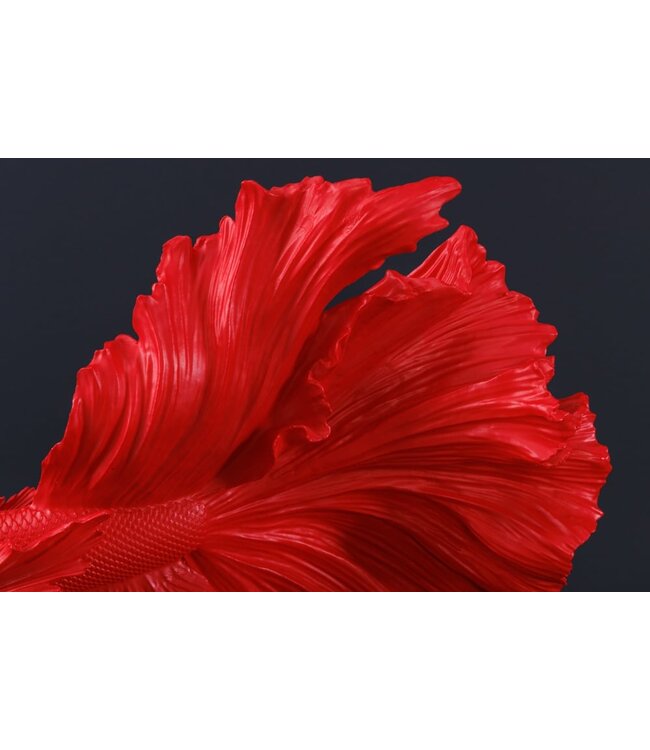Invicta Interior Design decoratief figuur vechtende vis CROWNTAIL 35cm rood Betta vissculptuur - 43173