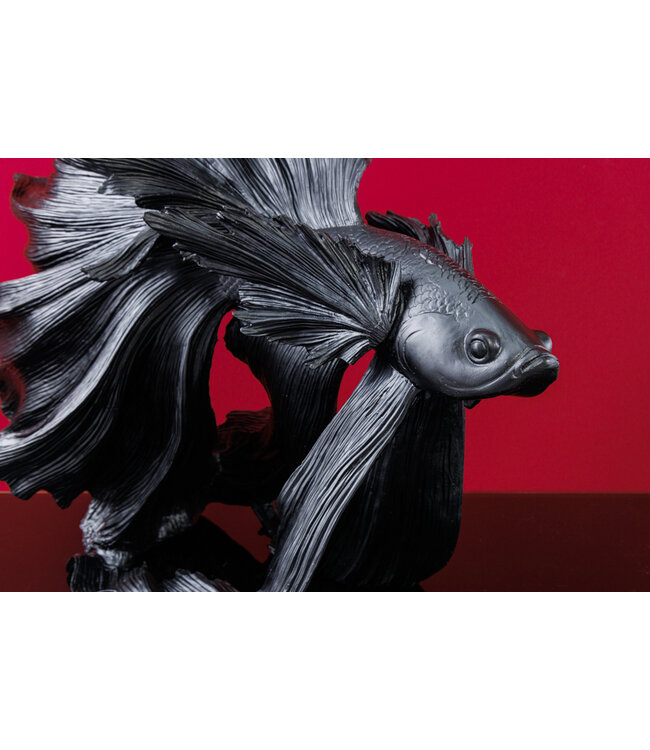 Invicta Interior Design decoratief figuur vechtende vis CROWNTAIL 65cm zwart Betta vissculptuur - 43178