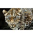 Mauro Ferretti SCHILDERIJ OP DOEK GELAKTE JAGUAR MET LIJST -B- CM 82X4X82