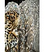 Mauro Ferretti SCHILDERIJ OP DOEK GELAKTE JAGUAR MET LIJST -B- CM 82X4X82
