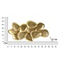 Mauro Ferretti WANDLAMP SCHELP CM 59,8X11X31