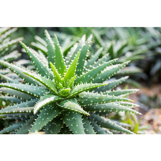 Aloe (Aloe socotrina) Tinktur  Unterstützung für Verdauung und natürliche Reinigung*  100 ml