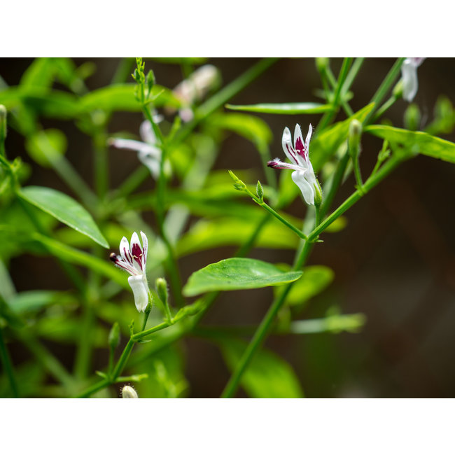 Andrographis (Andrographis paniculata) Tinktur  Unterstützung des Immunsystems und der Abwehrkräfte*  100 ml