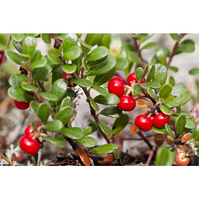 Sanitas Verde Beredruif Tinctuur 100 ml met Arctostaphylos uva ursi extract