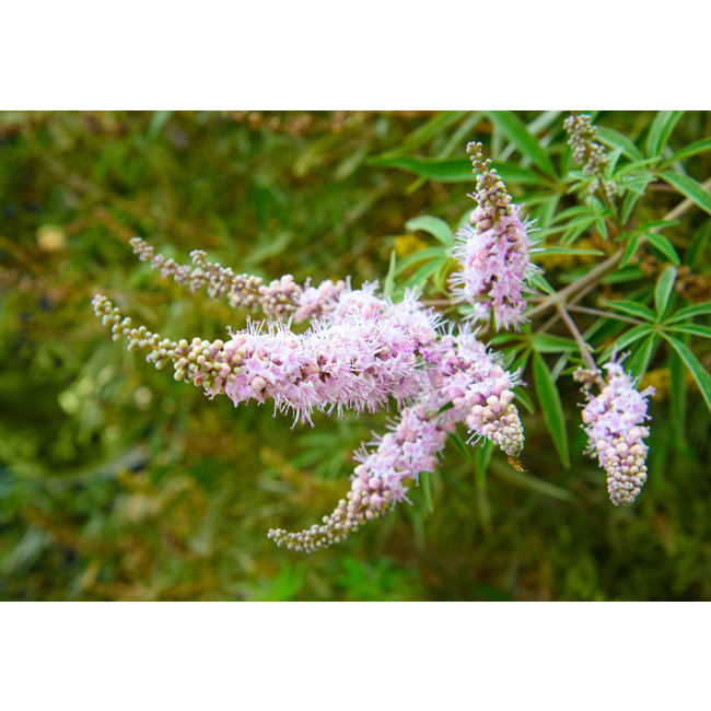 Chaste Tree (Agnus castus) Tincture  Natural Hormonal Balance and Female Cycle Support*  100 ml