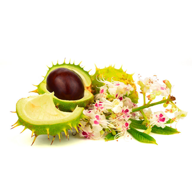 Horse Chestnut (Aesculus hippocastanum L.) Tincture  Circulatory and Vascular Support*  100 ml