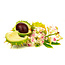 Horse Chestnut (Aesculus hippocastanum L.) Tincture  Circulatory and Vascular Support*  100 ml