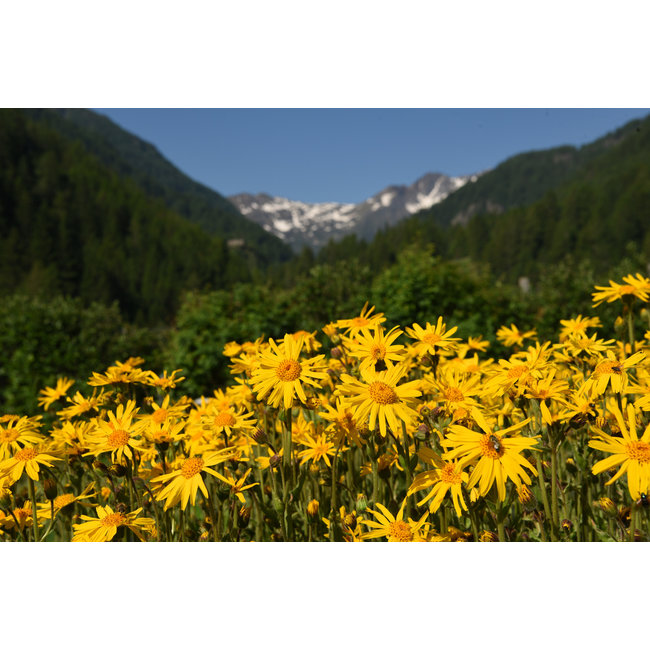 Arnica (Arnica montana) Tincture  Natural support for muscles, joints and skin care*  100 ml