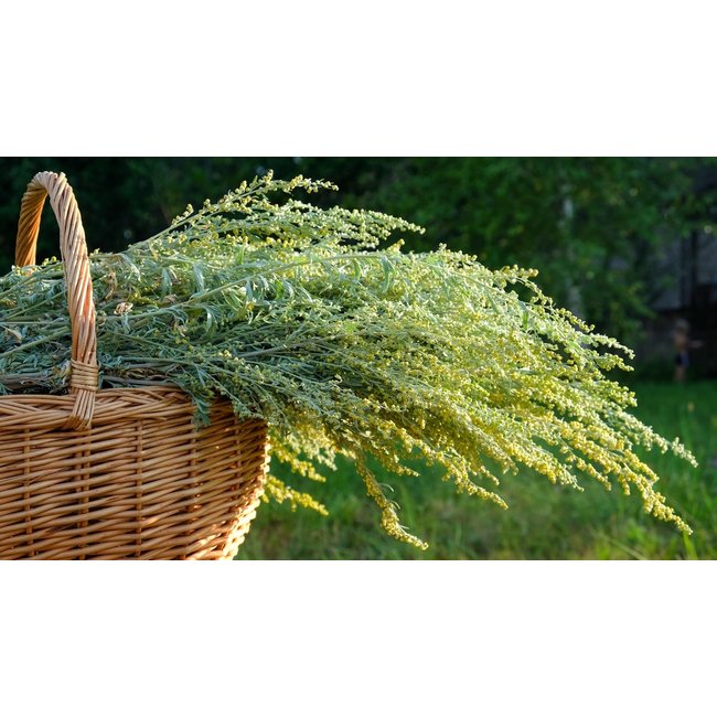 Artemisia Annua tincture 100 ml  Natural extract of annual wormwood  Supports immunity and vitality*