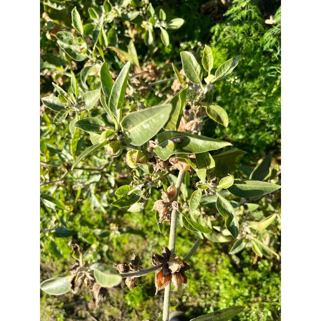 Ashwaganda Withania (Winterkers) Tinctuur 100 ml  Ondersteunt ontspanning, energie en stressbestendigheid*