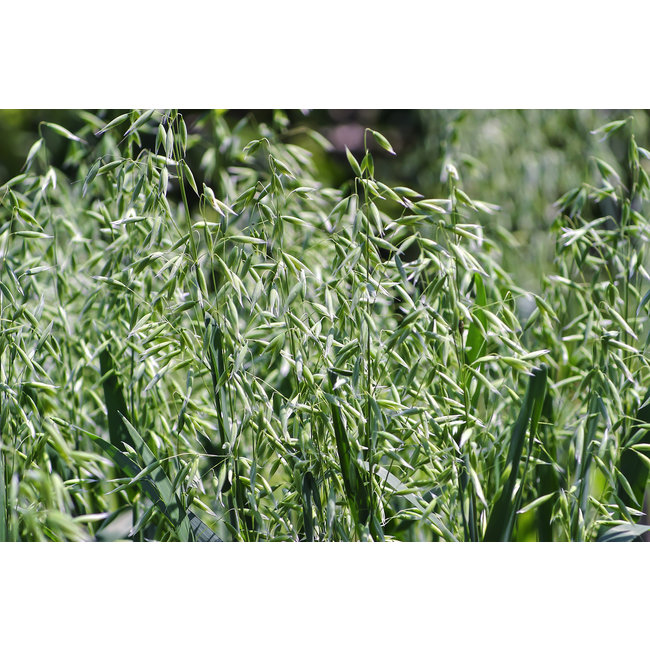 Avena Sativa (Haver)