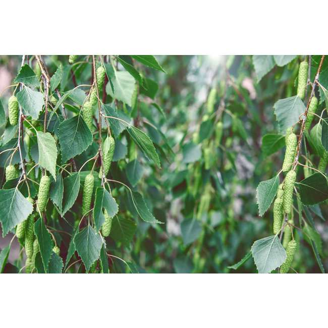 Betula Alba (Witte Berk)