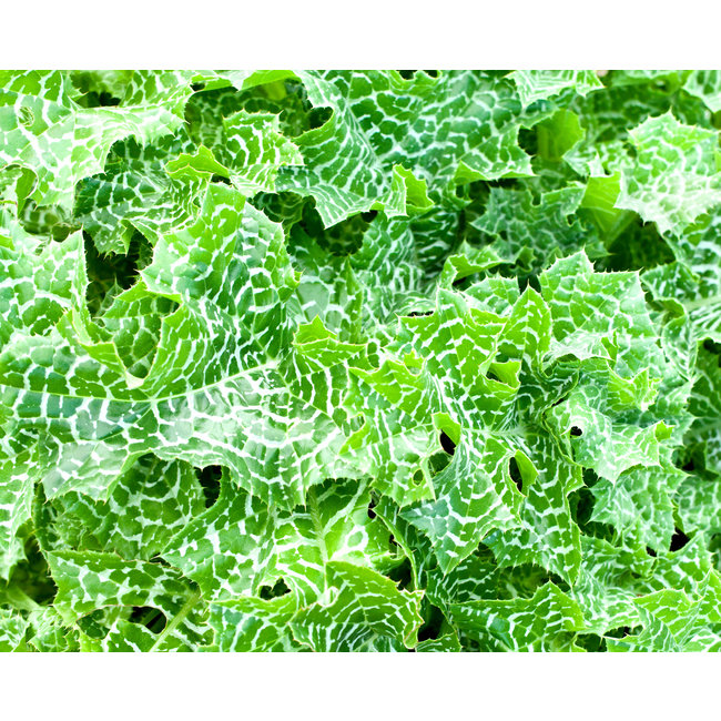 Carduus Marianus (Mariadistel)