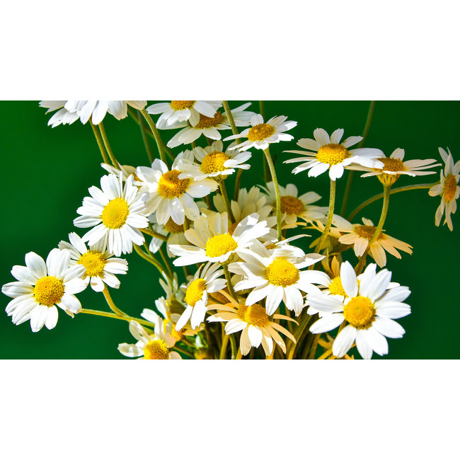 chamomilla (echte kamille)