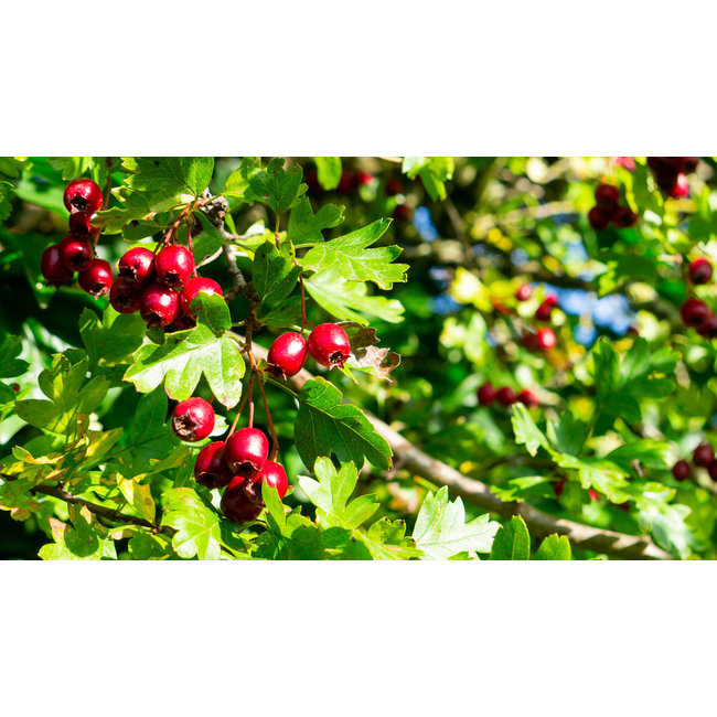 Crataegus Oxyacantha (Meidoorn)