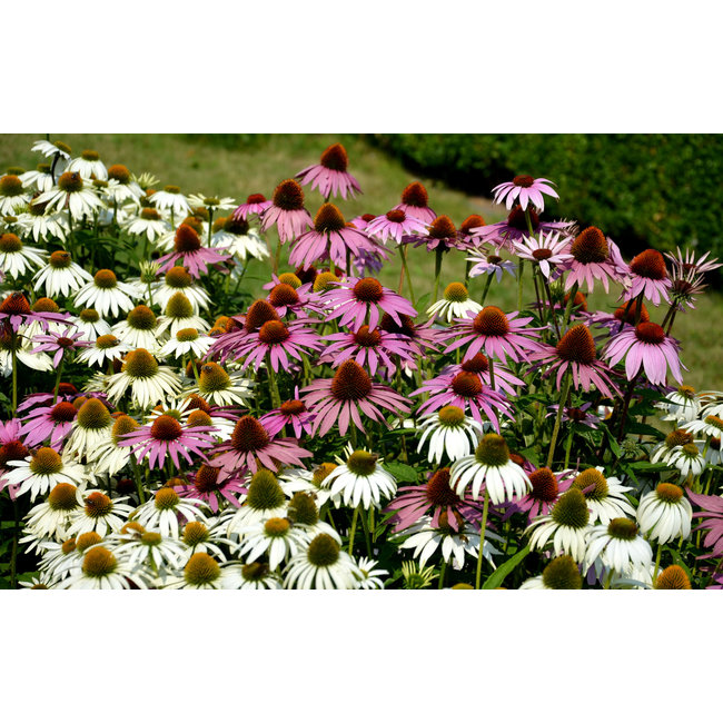 echinacea