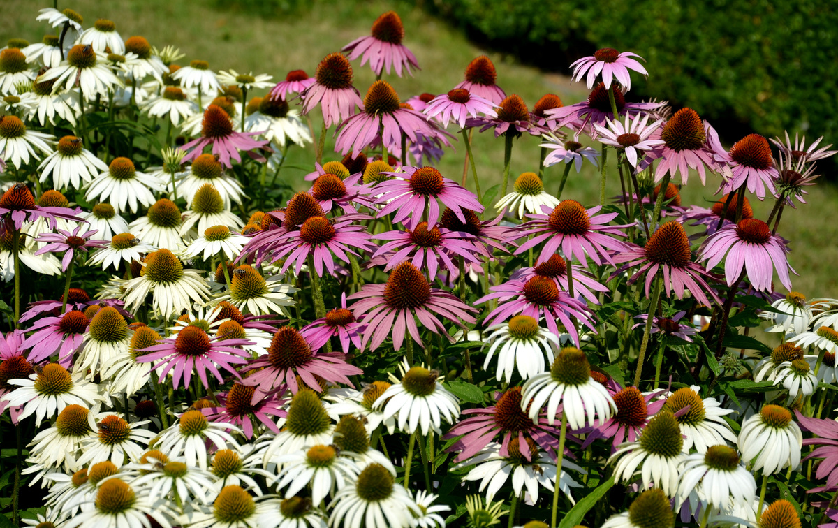 echinacea