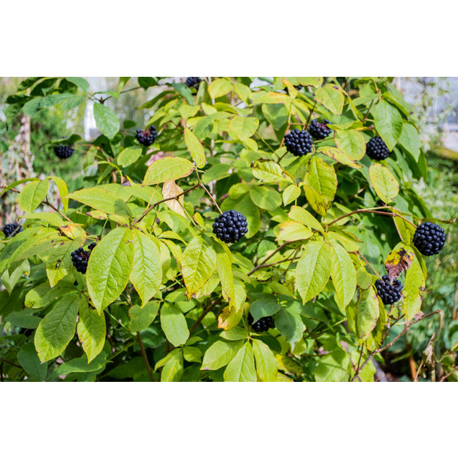 Eleutherococcus Senticosus (siberische Ginseng)