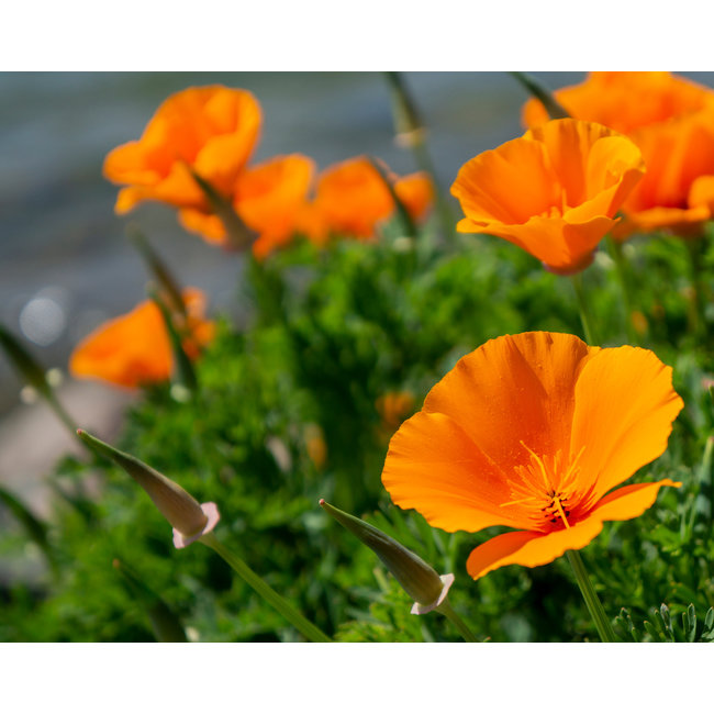 Eschscholzia Californica (slaapmutje  Goudpapaver)
