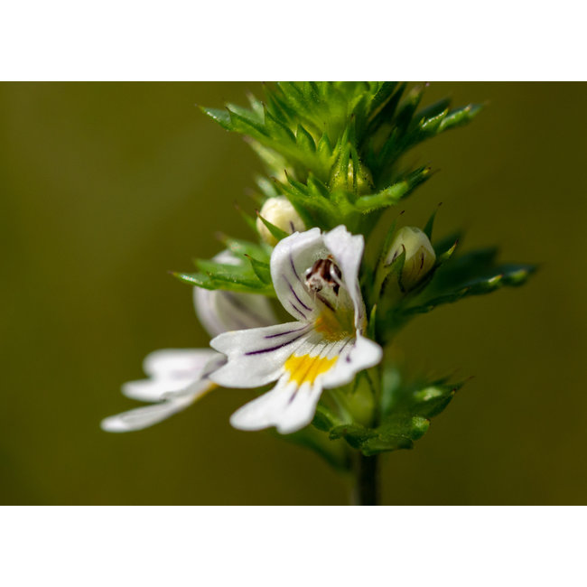 Euphrasia officinalis (Ogentroost)