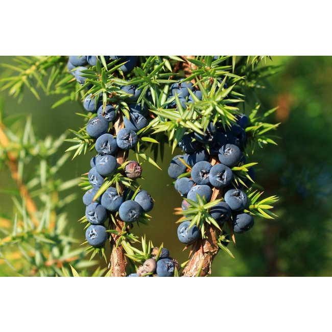 Juniperus Communis (Jeneverbes)