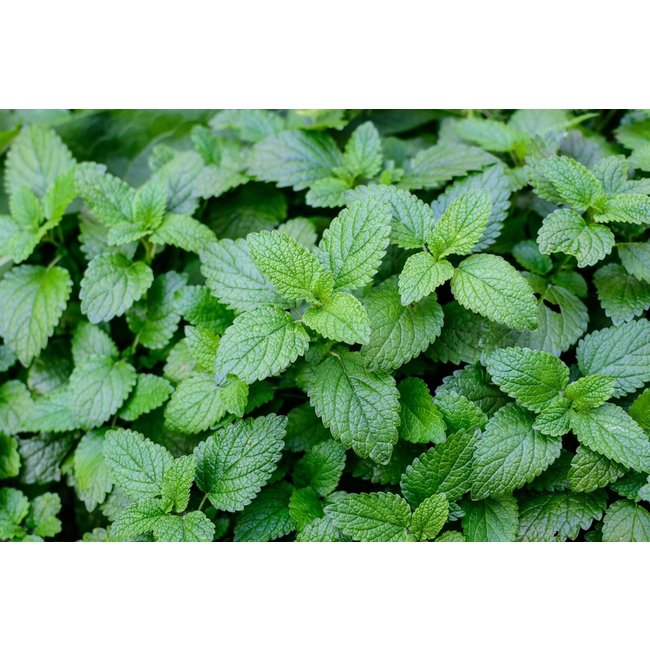 Melissa officinalis (Citroenmelisse)
