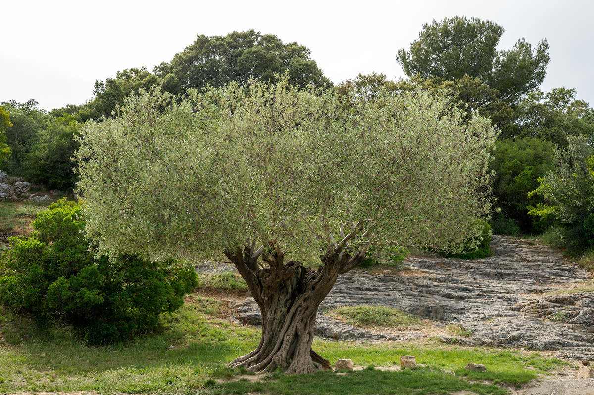 Olea Europaea (Olijfboom)