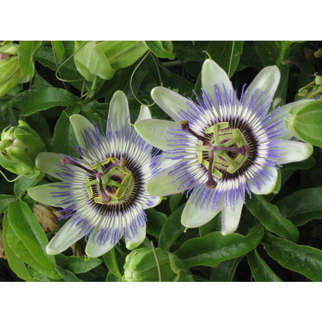 Passiflora Incarnata (Passiebloem)