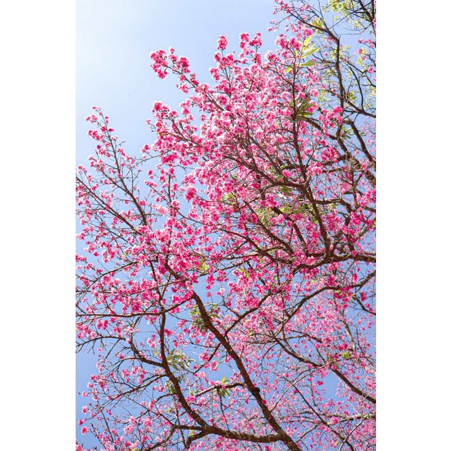 Pau d'Arco (Tabebuisa impetiginosa)