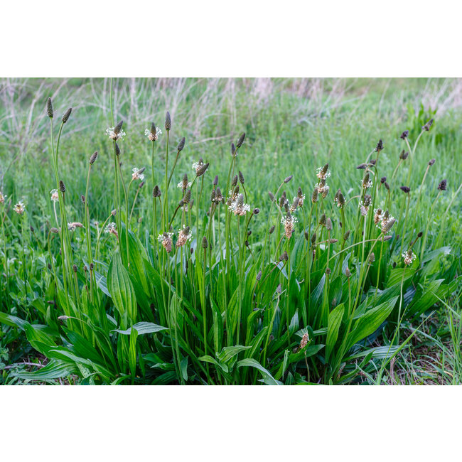 Plantago Lanceolata (Smalle weegbree)