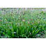 Plantago Lanceolata (Smalle weegbree) Tincture 100 ml