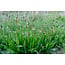 Plantago Lanceolata (Smalle weegbree) Tinctuur 100 ml