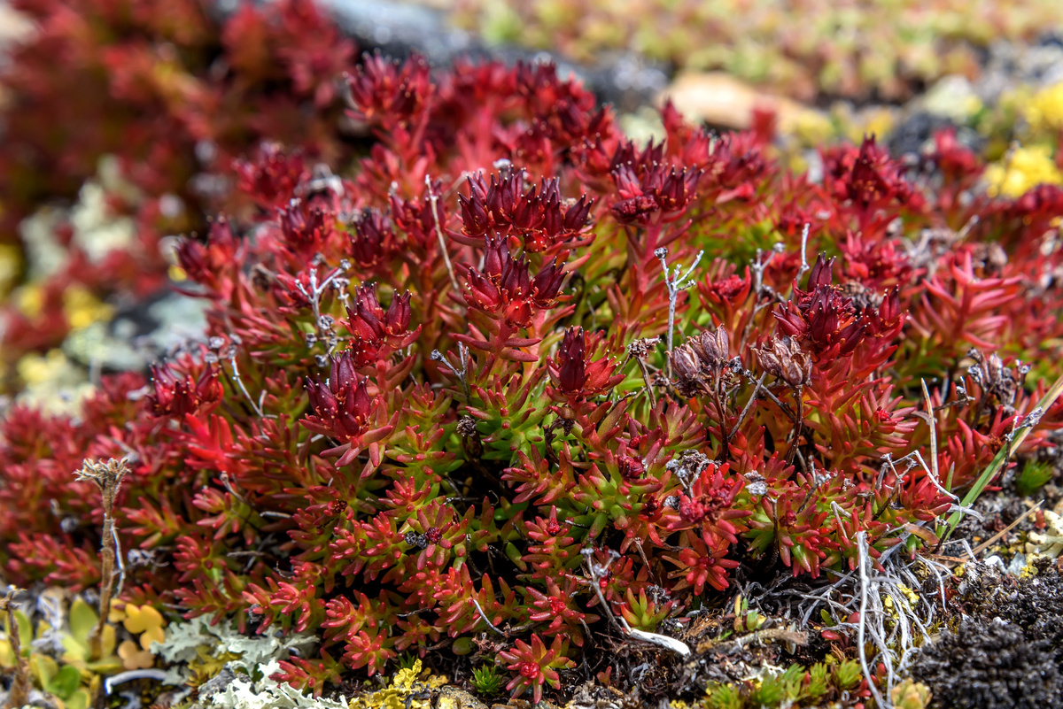 Rhodiola Rosea (rozenwortel)