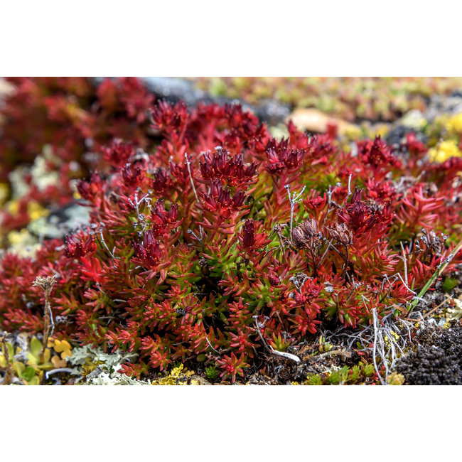 Rhodiola Rosea (rozenwortel) 100 ml