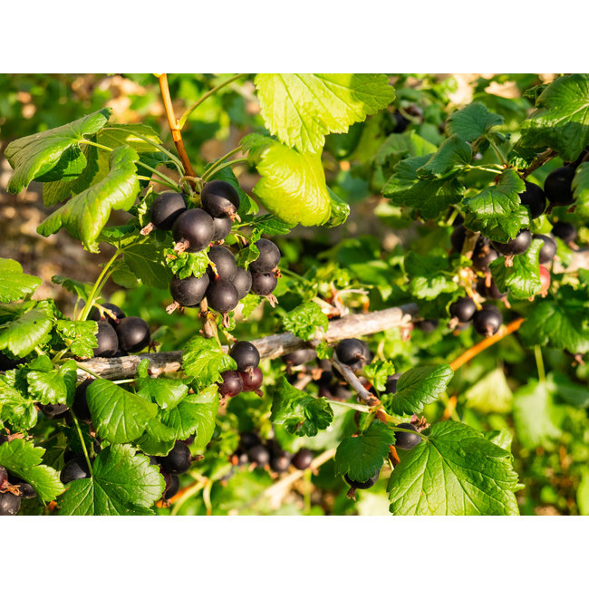 Ribes Nigrum (zwarte bessen) 100 ml