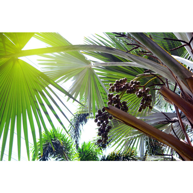 Sabal Serrulata (Dwergpalm)