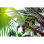 Sabal Serrulata (Dwergpalm) 100 ml