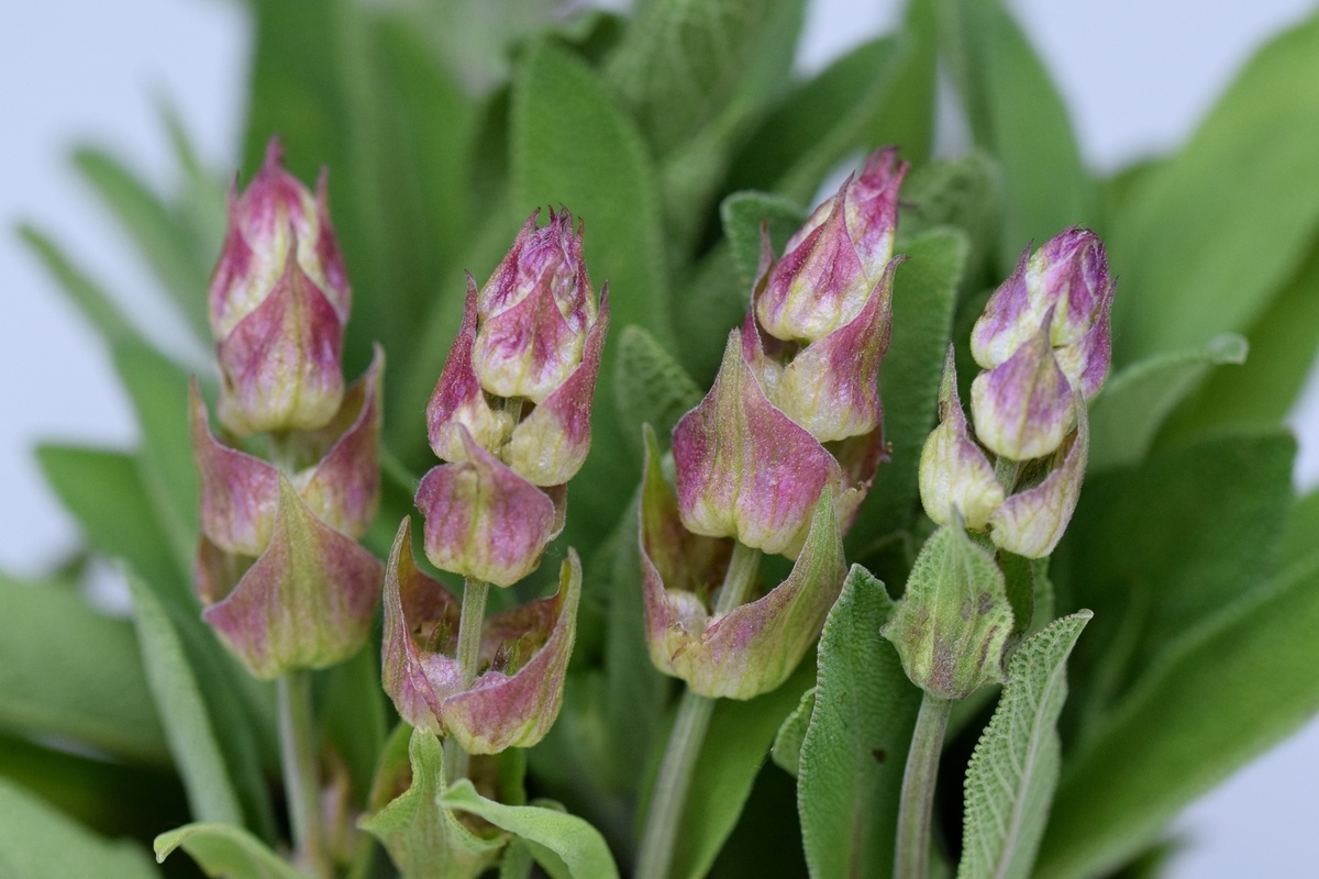 Salvia Officinalis (Echte Salie)