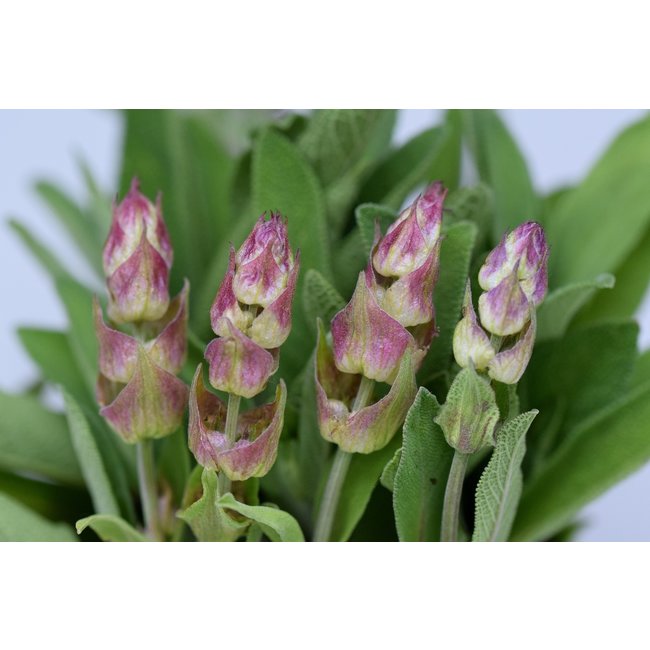 Salvia Officinalis (Echte Salie)