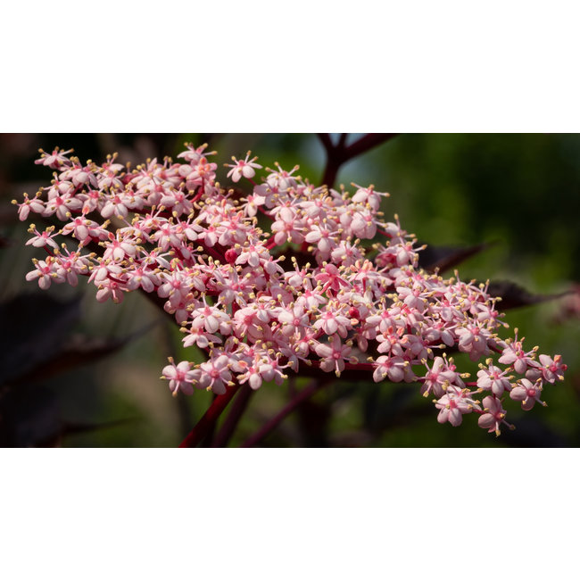 Sambucus Nigra (zwarte vlier)