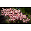 Sambucus Nigra (zwarte vlier) 100 ml
