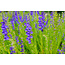 Scutellaria 100 ml