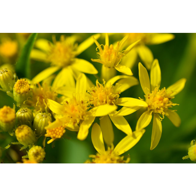 Solidago virgaurea (Echte Guldenroede)