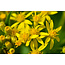 Solidago virgaurea (Echte Guldenroede) 100 ml