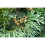 Thuja Occidentalis (Westerse levensboom) 100 ml