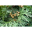 Thuja Occidentalis (Westerse levensboom)