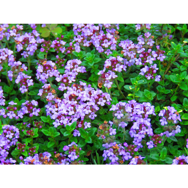 Thymus Vulgaris (Echte Tijm)